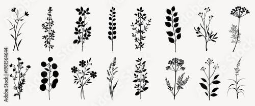 Silhouette botanical floral collection, isolated vector set