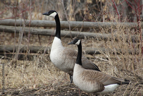 Wallpaper Mural canada goose branta canadensis Torontodigital.ca