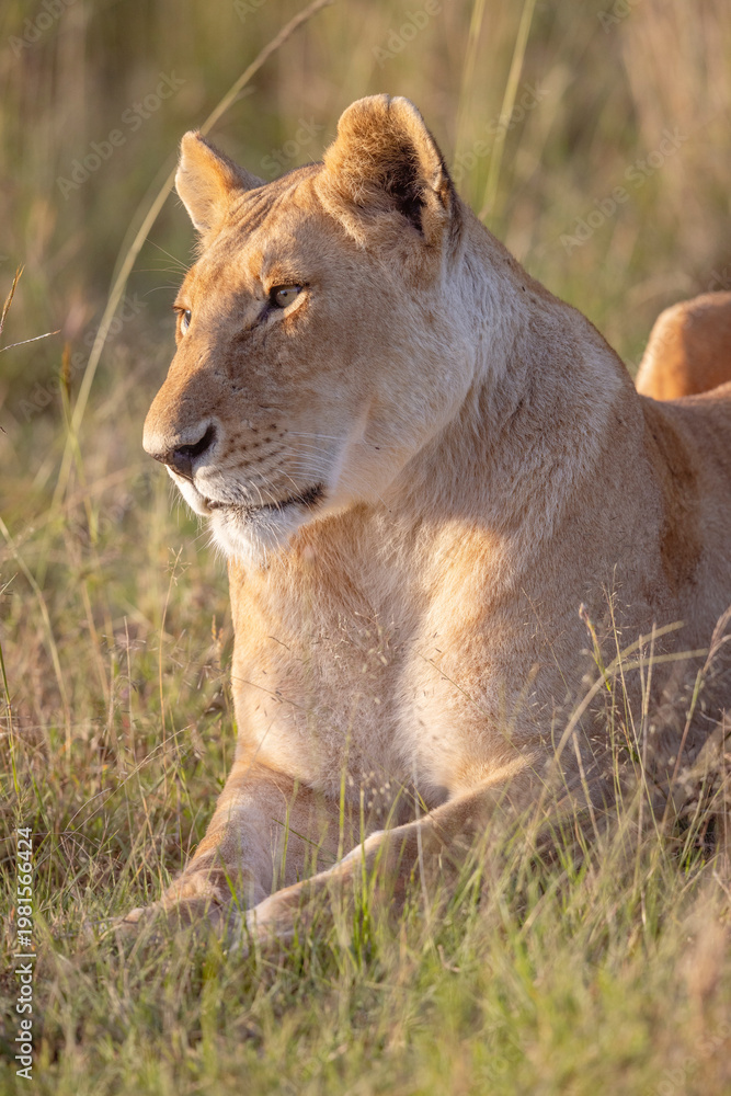 Fototapeta premium Lioness Portrait
