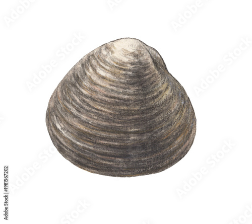 ホッキ貝　水彩色鉛筆イラスト