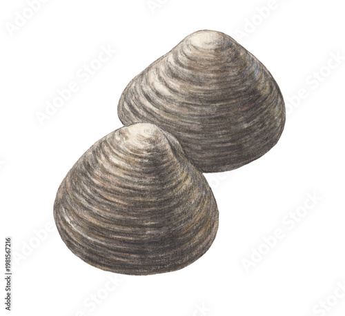 ホッキ貝　水彩色鉛筆イラスト