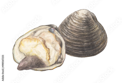 ホッキ貝　水彩色鉛筆イラスト