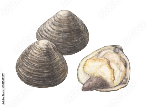 ホッキ貝　水彩色鉛筆イラスト
