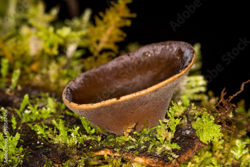 Foto Close up of Urnula campylospora, the brown forest cup or black cup which is a cup fungus that grows on rotted wood