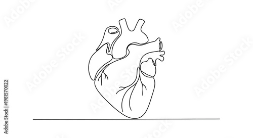 Minimalist single line drawing of a human heart on a white background