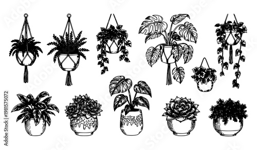SEO Title
Botanical hand drawn potted plant illustration set vintage houseplant outline vector isolated on white background