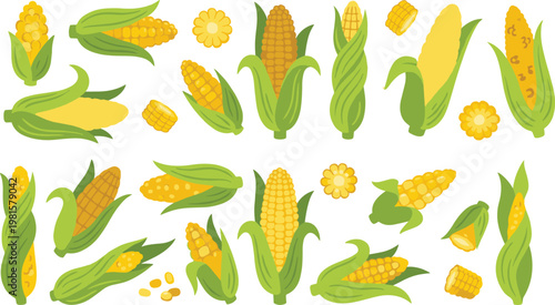 Corn vector illustration set fresh maize cobs kernels and slices with husks agricultural food elements isolated flat design