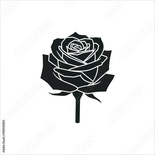 rose on a black background