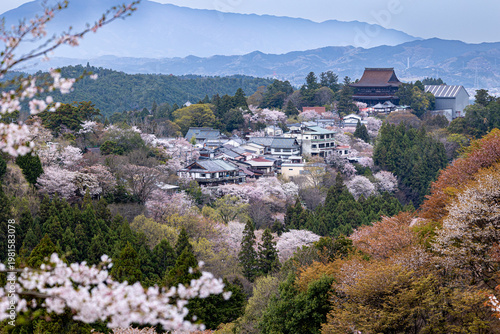 吉野山の桜