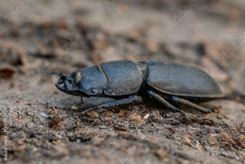 Lesser Stag Beetle - Dorcus parallelipipedus, beautiful small black beetle from European forests and woodlands, Zlin, Czech Republic.