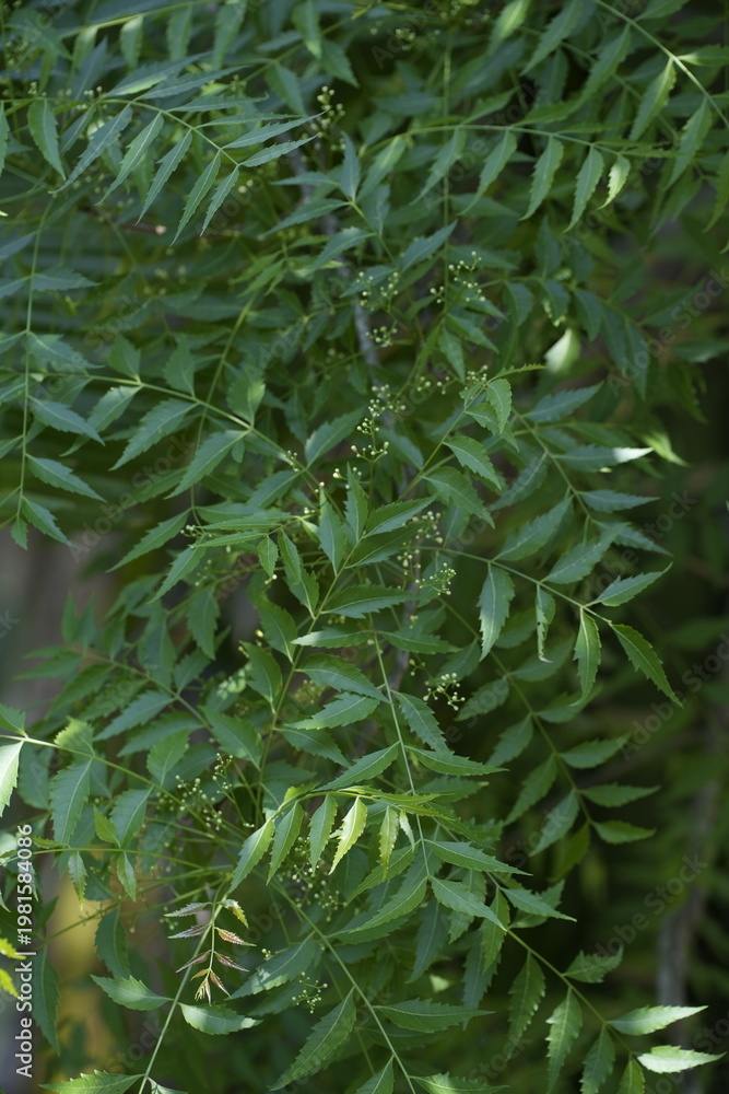 Fototapeta premium Neem leaf on the tree close up images
