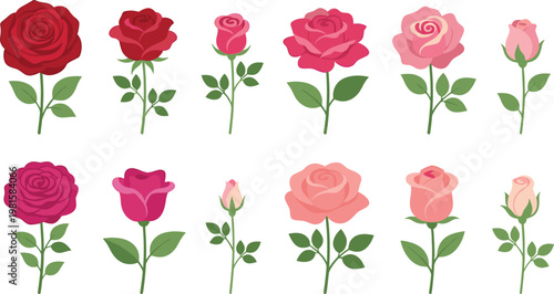 Rose flower vector collection with red and pink blooming roses and buds, elegant floral illustration set isolated for romantic, wedding and decorative design