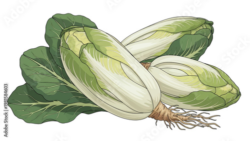 Fresh Endive Lettuce Heads with Leaves.