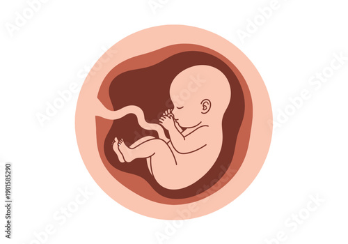 Human Fetus Illustration in Womb with Umbilical Cord - Prenatal Development and Pregnancy Stage Concept for Medical Education