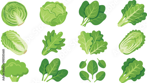 Green leafy vegetable vector set featuring lettuce, cabbage, spinach, broccoli and mixed salad greens for healthy food, organic farming and nutrition design