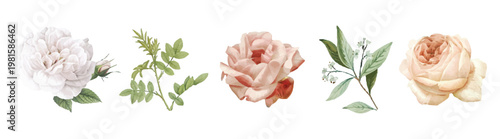 Delicate floral illustrations of roses and leaves. Soft pink and white roses, green leaves. Elegant roses and leaves in a charming arrangement. Spring illustrations, vector set.