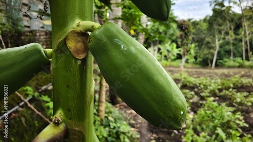 Fotografie Close up of unripe green papaya growing on tropical farm tree