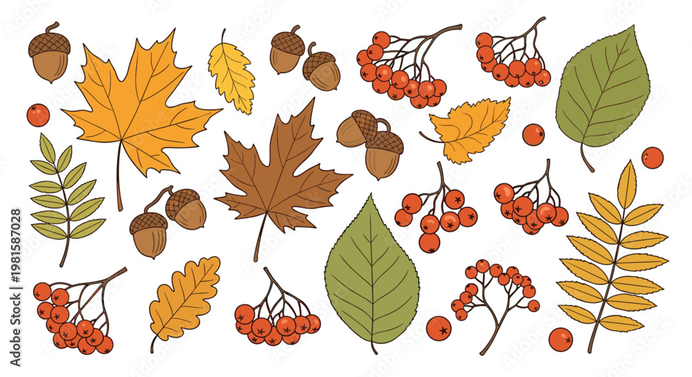 Fototapeta premium Hand drawn collection of autumn leaves with acorns and berries featuring various seasonal forest elements for fall decor.