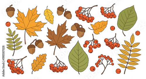 Hand drawn collection of autumn leaves with acorns and berries featuring various seasonal forest elements for fall decor.