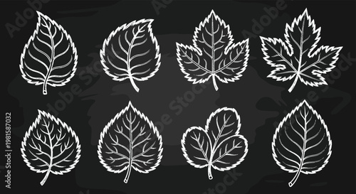 Detailed chalk sketches of various tree leaf species on a dark blackboard background for educational and botanical designs.