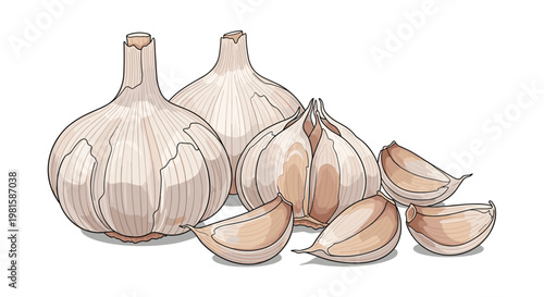 Detailed illustration of whole garlic bulbs and separate cloves with paper husks on a clean white background for culinary use.