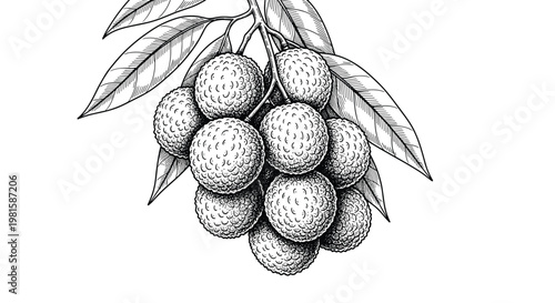 Detailed black and white etching of a bunch of lychee fruits with leaves showing their characteristic bumpy skin texture and fine details.