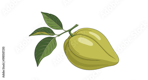 Botanical illustration of a whole green gac fruit attached to a woody stem with three vibrant textured leaves on a clean white background.