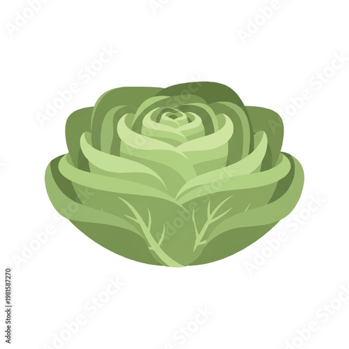 Green Cabbage Head Fresh Vegetable Illustration.