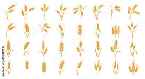 Large set of golden wheat ear illustrations showing different grain arrangements and stem styles for organic food branding and farming.