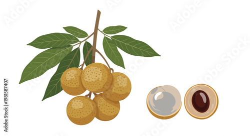 Branch of longan fruits along with separate illustrations of a whole peeled fruit and a cross section showing the dark inner seed and white pulp.