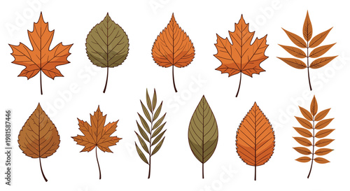 Collection of colorful autumn leaves from different tree species in shades of orange, yellow, and brown on white background.