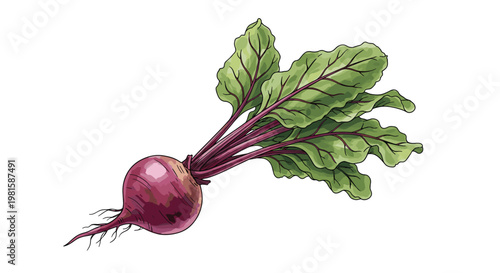 Fresh red beetroot with long stems and green leaves shown as a hand drawn botanical sketch illustration on white background.