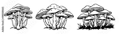 Mushroom cluster set with hand‑drawn organic art of glowing fungi featuring glowing, strange, botanical design with fungi and illustration