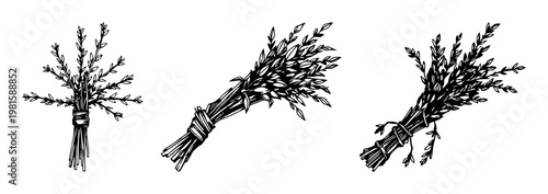 Silver sage bundle set with hand-inked botanical illustration on white background featuring silver sage, herbs, hand-drawn line art with organic texture and botanical styling