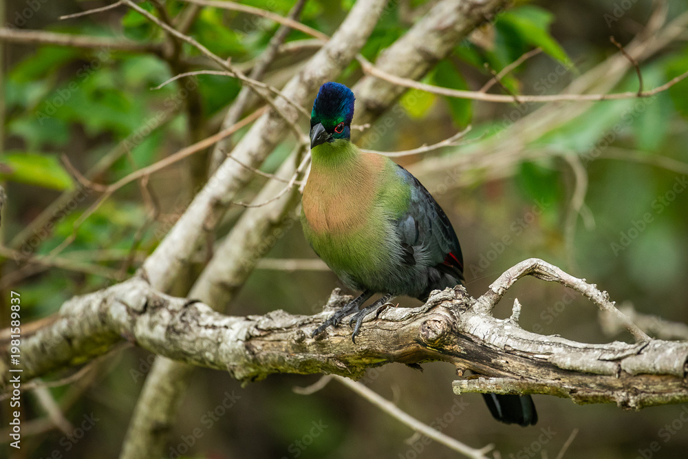 Naklejka premium A knysna turaco (Tauraco corythaix) perched in a tree