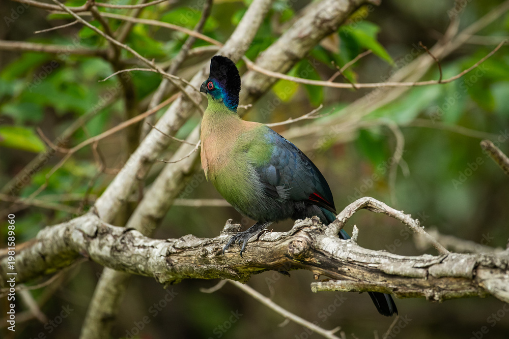 Obraz premium A knysna turaco (Tauraco corythaix) perched in a tree