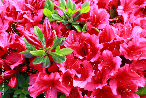 ツツジの花　ピンク