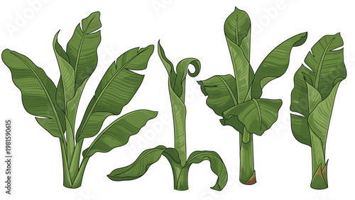 Realistic green banana tree leaves and plants in various stages of growth isolated against a clean white background for design.