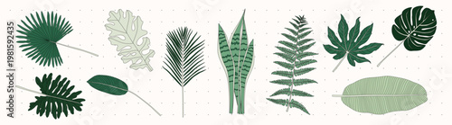 Illustration of various green leaves, including palm, fern, and monstera. Leaf patterns and shapes are diverse, showcasing tropical leaf variety and design. Nature illustrations, element vector set.