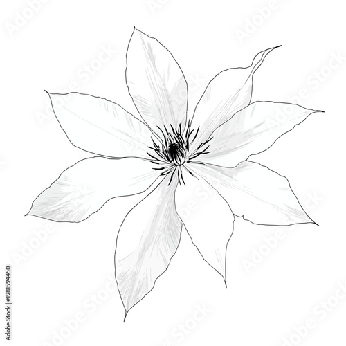 Detailed grayscale illustration of a flower with pointy petals against a white background