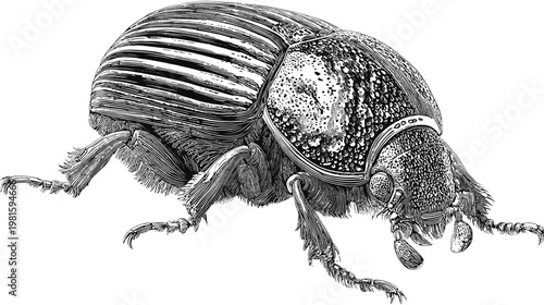 Engraved beetle illustration with striped elytra and textured body, in black and white