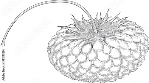 Illustration of a detailed, monochrome raspberry with a long, curved stem