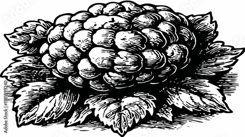 Engraved-style illustration of a fruit with leaves in black and white