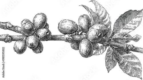 Etched coffee branch with ripe beans and leaves
