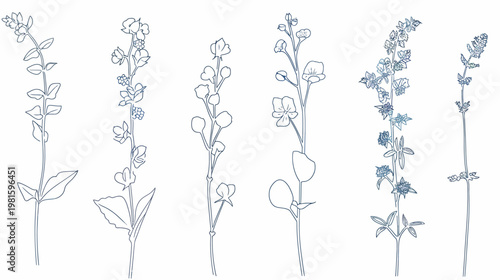 Linear illustration of various detailed botanical sketches with delicate flowers, leaves, and stems