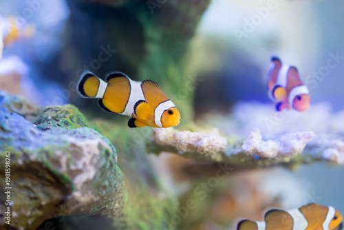 Fotografie Anemone Fish, Clown Fish