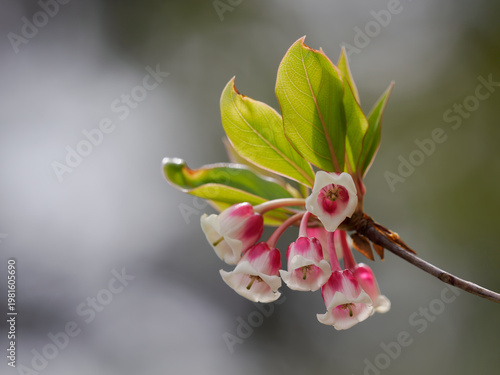 可愛い釣鐘のようなコヤスドウダン