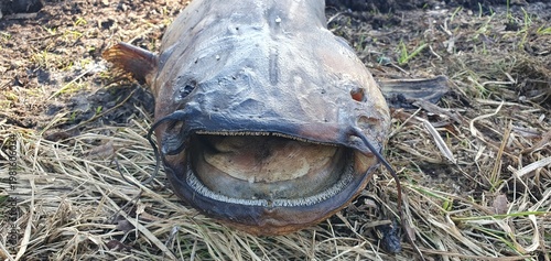 Wels Catfish (Silurus glanis) Dead and Decomposing on Pond Shore, Environmental Pollution Concept in the Czech Republic