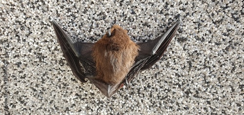 Common pipistrelle (Pipistrellus pipistrellus) tiny bat resting on building during daytime.Wildlife of Czech Republic