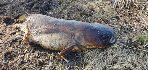 Wels Catfish (Silurus glanis) Dead and Decomposing on Pond Shore, Environmental Pollution Concept in the Czech Republic